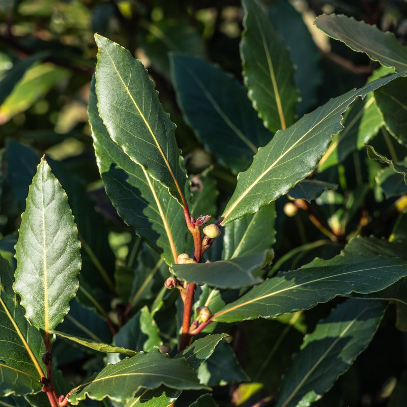 Laurus nobilis (Vavrín pravý - bobkový list) - kont. C5L, výška 60-80 cm - NA KMIENKU  